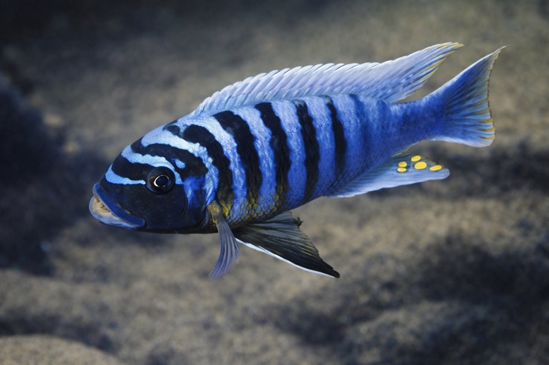 Maylandia fainzilberi 'Kirondo'